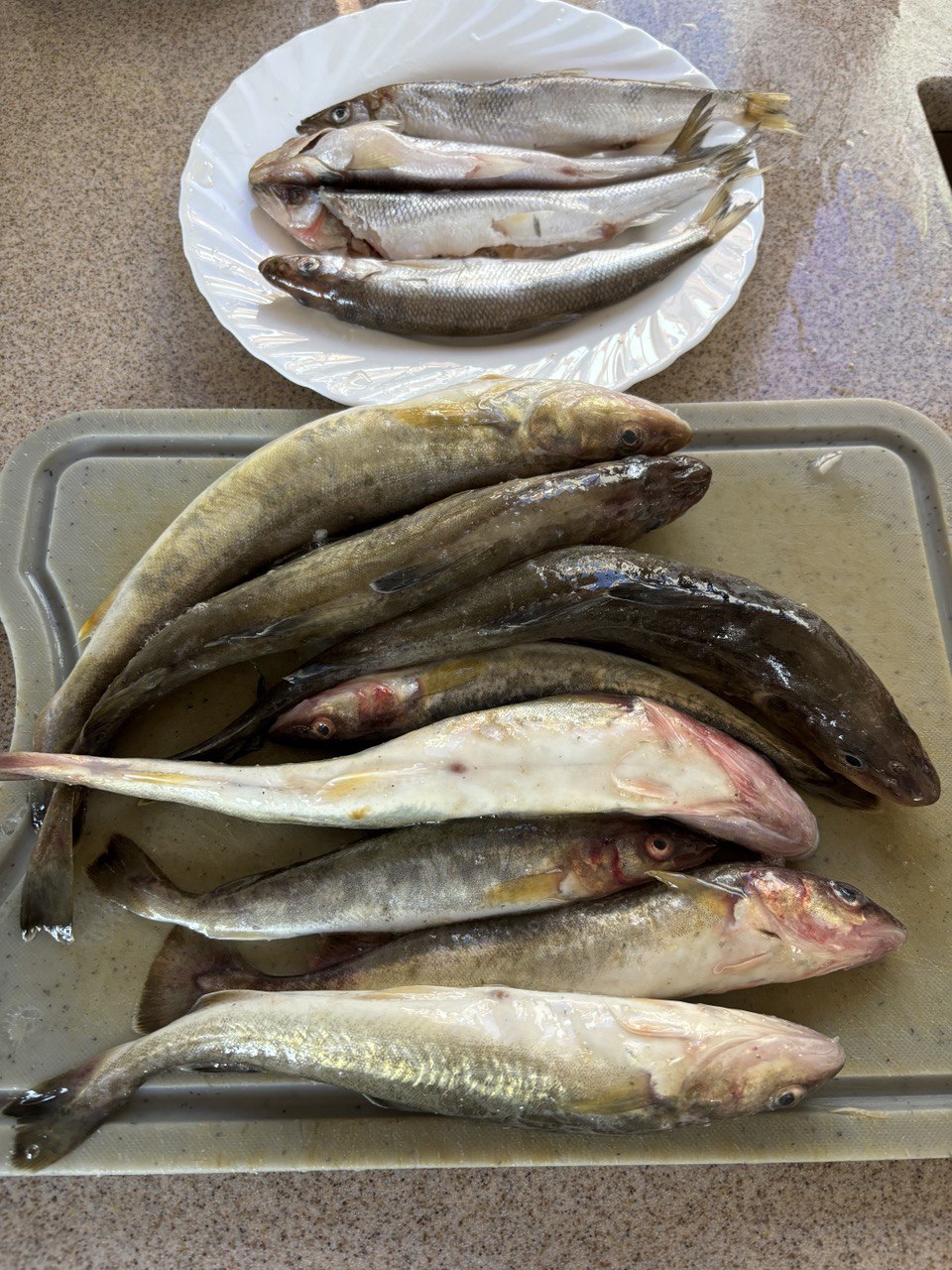 Навага по-гречески